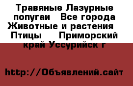 Травяные Лазурные попугаи - Все города Животные и растения » Птицы   . Приморский край,Уссурийск г.